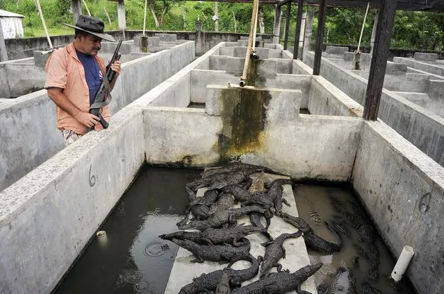 An armed worker looks inside a tank holding baby crocodiles at a farm owned by the Rosenthal family in San Manuel Cortes, northern Honduras, Wednesday, November 4, 2015. Thousands of crocodiles on the private farm have been poorly fed because of a lack of resources, according to authorities and employees at the property, after the bank accounts of the owners were seized during a probe into accusations they were operating a money laundering network linked to drug trafficking. (Photo by Fernando Antonio/AP Photo)