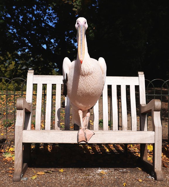 A St. James’s Park pelican sits on a park bench at St. James’s Park in London, Britain, 25 September 2025. Pelicans have been part of St. James’s Park for hundreds of years and remain a popular sight for visitors. First introduced in 1664 as a gift from the Russian ambassador, around forty pelicans have since made the park their home. (Photo by Andy Rain/EPA)