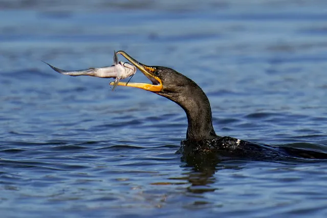 A double-crested cormorant prepares to eat a fish it pulled from the Susquehanna River near the Conowingo Dam, Friday, November 20, 2020, in Havre De Grace, Md. (Photo by Julio Cortez/AP Photo)