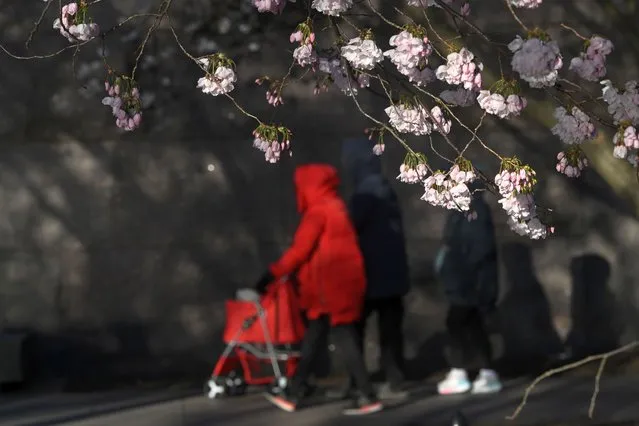 Blooming cherry blossoms frame pedestrians not far from the Tidal Basin on Sunday March 19, 2023 in Washington, DC. The blossoms are nearing peak bloom. (Photo by Matt McClain/The Washington Post)