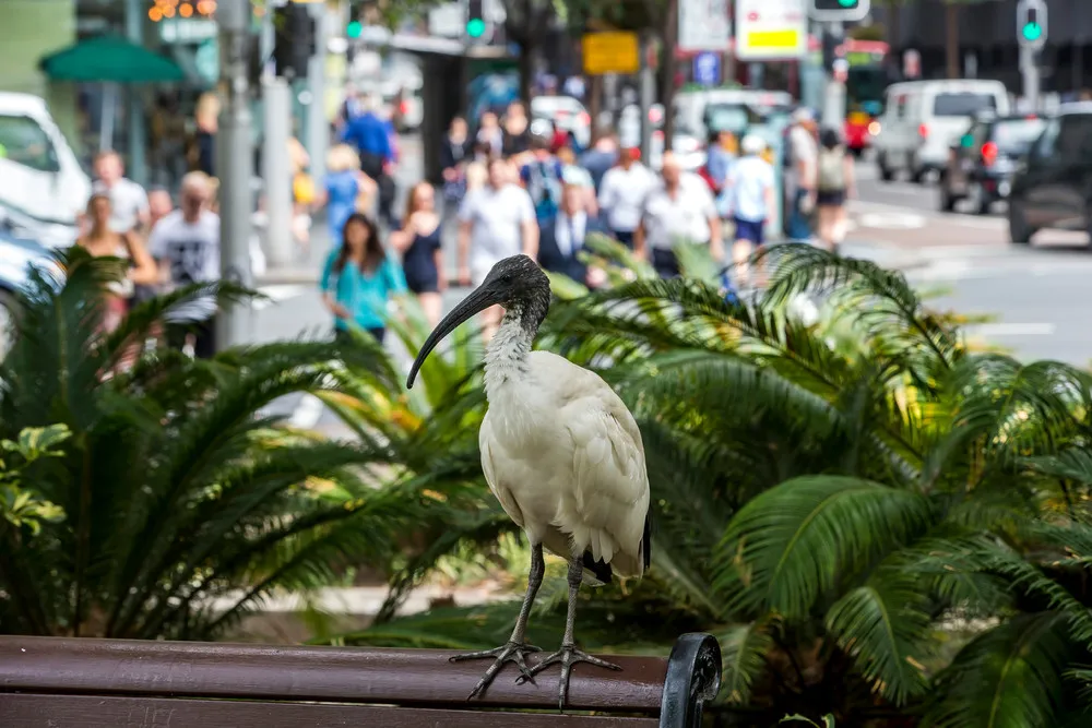 The Urban Ibis