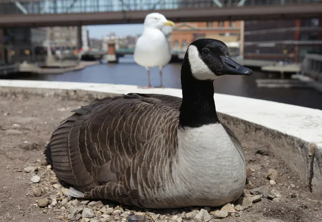 A seagull hangs out near a Canada goose that has taken up residence on near the Wisconsin Ave. Bridge on Tuesday, April 30, 2013. (Photo by Mike De Sisti)