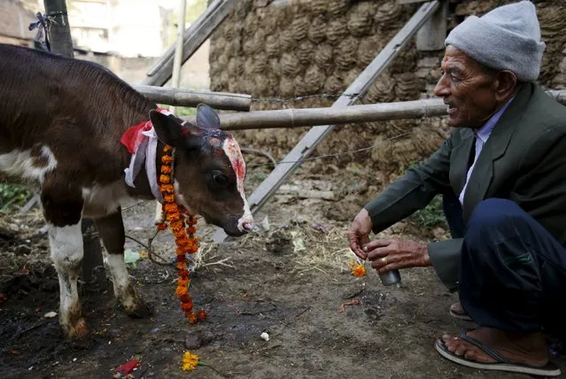 A devotee offers prayers to a cow during a religious ceremony in Kathmandu, Nepal November 11, 2015. (Photo by Navesh Chitrakar/Reuters)