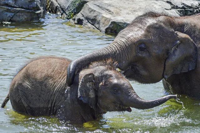This photo, provided by the Rosamond Gifford Zoo, shows elephant calf, Ajay, with his big brother, Batu, age 5, in Syracuse, N.Y. The Rosamond Gifford Zoo announced the death of Ajay, an Asian elephant calf, on Wednesday, December 9, 2020. He died from Elephant Endotheliotropic Herpes Virus, which poses a high risk to young elephants. (Photo by Erin Fingar/Rosamond Gifford Zoo via AP Photo)