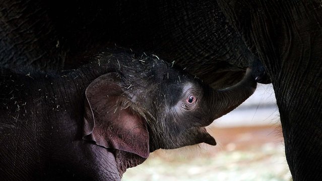 A baby Asian elephant drinks milk from her mother in the elephant house at the Berlin Zoo. (Photo by Adam Berry/Getty Images)