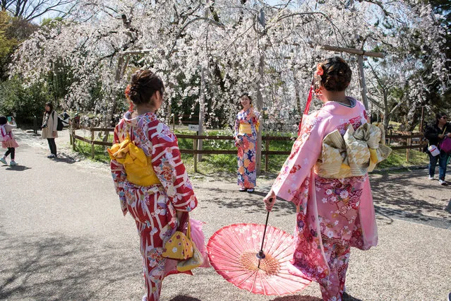 Woman in kimono takes photos under a cherry blossom trees in full bloom during Hanami or cherry blossom season in Maruyama park, Kyoto prefecture, Japan on  March 30, 2018. (Photo by Richard Atrero de Guzman/NurPhoto via Getty Images)