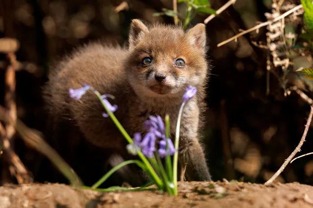 A fox cub with some bluebells in some woodland at Wye Valley near Gloucester, United Kingdom on April 29, 2023. (Photo by Thomas Winstone/Picture Exclusive)