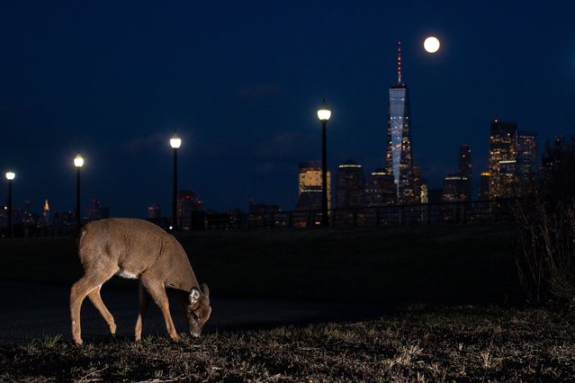 A deer grazes while thefull Cold Moon supermoon rises over the New York City skyline on Thursday, December 4, 2025, as seen from Liberty State Park in Jersey City, New Jersey. (Photo by Derek French/Rex Features/Shutterstock)
