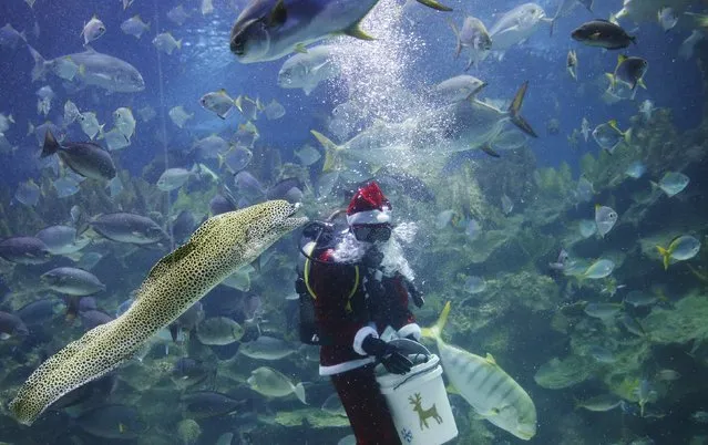 A diver dressed as Father Christmas with a Santa hat feeds fish at an aquarium in Kuala Lumpur, Malaysia, December 7, 2015. (Photo by Olivia Harris/Reuters)