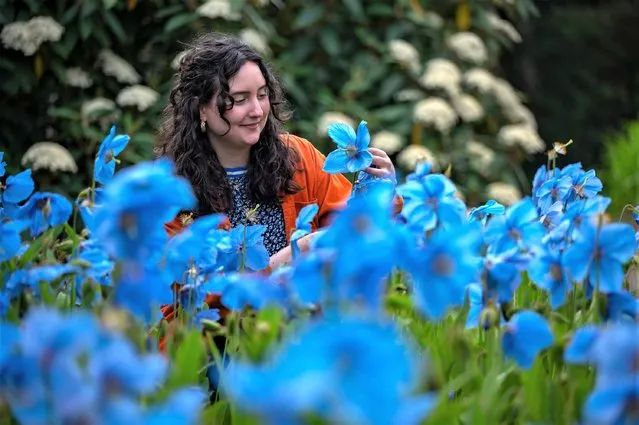 Visitors to the Royal Botanic Gardens in Edinburgh are greeted by a sea of Himalayan blue poppies on May 18, 2023. (Photo by Phil Wilkinson/The Times)