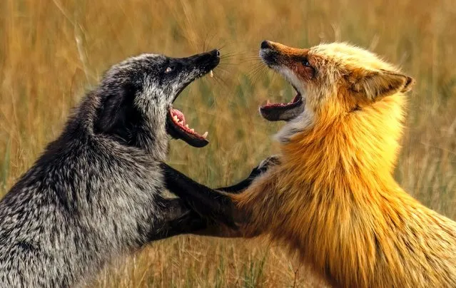 A mother fox loses her cool with its partner after a bald eagle attempted to attack their cubs. The dramatic photos of the silver father fox and red mother fox were taken by Hanping Xiao on San Juan Island, Washington, USA in the first decade of June 2023. (Photo by Hanping Xiao/Solent News & Photo Agency)