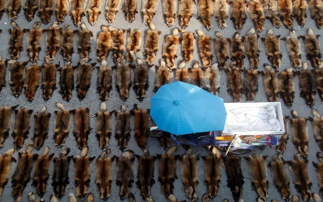 A tricycle rides over fur of raccoon dogs at a fur market in Chongfu county, Jiaxing, Zhejiang province, July 14, 2015. (Photo by Reuters/Stringer)