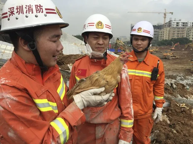 Firefighters look at a hen which was rescued from the debris of a collapsed building after a landslide hit an industrial park on Sunday, in Shenzhen, Guangdong province, China, December 23, 2015. (Photo by Reuters/Stringer)