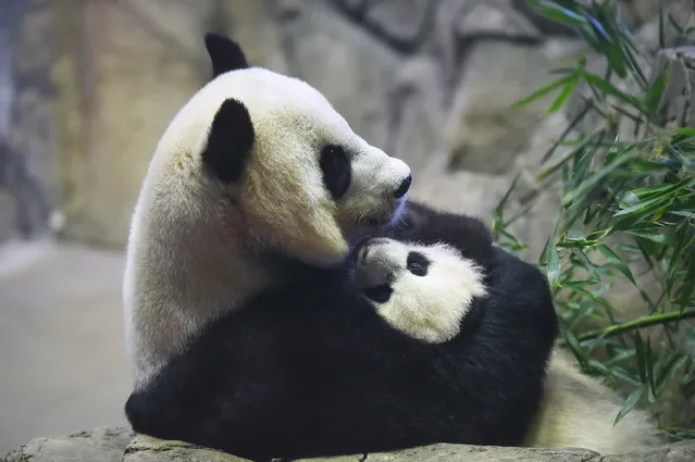 Bei Bei the giant panda cub is held by it's mother, Mei Xiang in an enclosure at the Smithsonian National Zoological Park on Tuesday December 15, 2015 in Washington, DC. He was born August 22, 2015. (Photo by Matt McClain/The Washington Post)