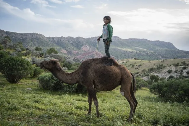 A boy is seen on a camel while the Iraqi breeders graze their animals during the start of spring at the village of Bajilor in Duhok, Iraq on May 06, 2023. (Photo by Muhammet Bamerni/Anadolu Agency via Getty Images)