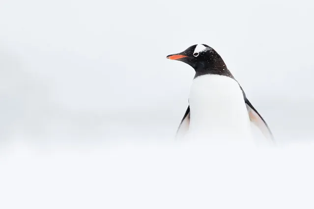 The annual Antarctic photography exhibition, which is part of Hobart’s Antarctica festival is back on with its chilly, majestic imagery. The winner this year is Sydney’s Sam Edmonds with his striking photo of a gentoo penguin in the snow. Here: Gentoo by Sam Edmonds was the winner of the competition. (Photo by Sam Edmonds/The Guardian)