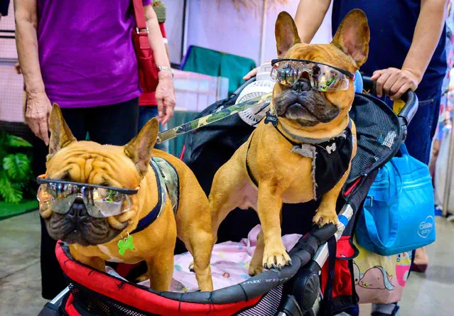 Two French bulldogs wearing sunglasses sit in a trolley at the 10th Thailand international Pet Variety Exhibition in Bangkok on March 26, 2021. (Photo by Mladen Antonov/AFP Photo)