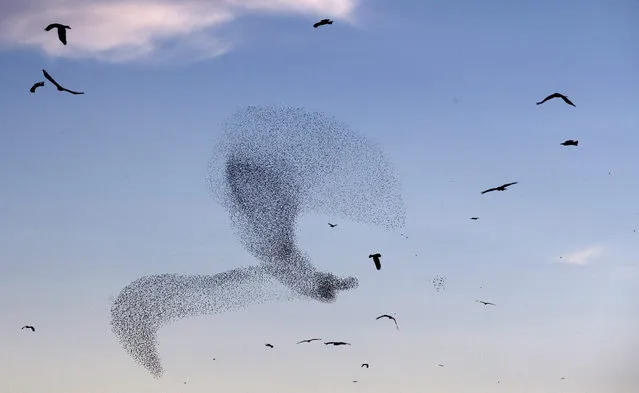 A flock of starlings fly in formation near the Arab town of Rahat, southern Israel, 04 January  2015. (Photo by Abir Sultan/EPA)