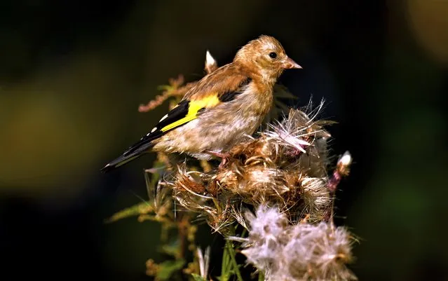 A Goldfinch is seen in the trees at RSPB Exminster and Powderham Marshes on August 16, 2023 in Exeter, United Kingdom. (Photo by Harry Trump/Getty Images)