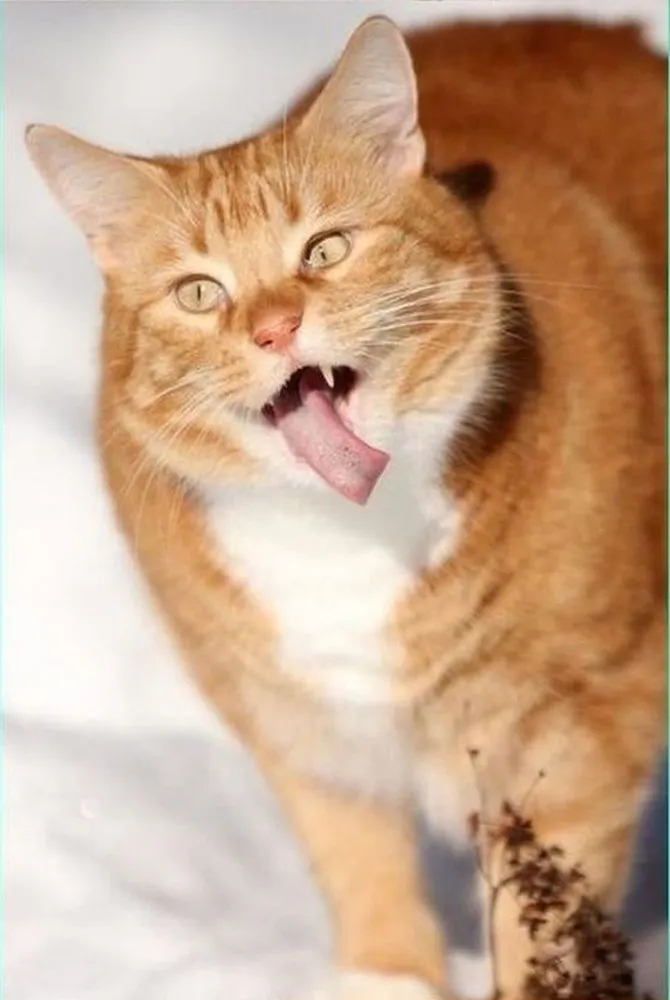 A Cat Didn't Like It