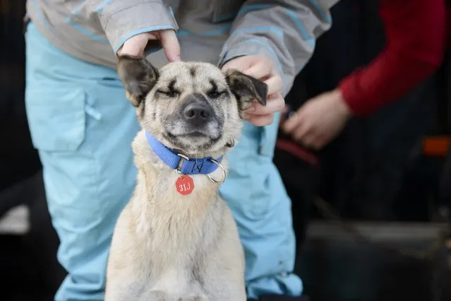 A sled dog has its collar removed in preparation for the 2015 ceremonial start of the Iditarod Trail Sled Dog race in downtown Anchorage, Alaska March 7, 2015. The timed portion of the race, which typically lasts nine days or longer, begins on Monday in Fairbanks, about 300 miles (482 km) away. Traditionally held in Willow, the timed start was moved to Fairbanks this year to accommodate an alternate trail selected after race officials deemed sections of the traditional path unsafe.    REUTERS/Mark Meyer  (UNITED STATES - Tags: SPORT ANIMALS SOCIETY)