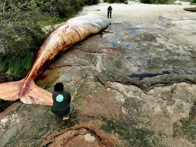 A handout photo made available by the Kerayvoty Reserve of a group of fishermen analyzing the carcass of a whale 15.5 meters long and weighing around 20 tons, on a beach in the department (province) of Colonia, in the southwest of Uruguay, (issued 27 September 2023). According to the person in charge of the nature reserve, intended for the preservation and conservation of native and exotic animals, located about four kilometers from Artilleros, veterinarians consulted estimated that it was a blue whale. 'It is a whale that weighs around 20 tons or so. It measures 15.5 meters long and 3.4 meters wide,' he stated, to which he pointed out that the last time a specimen of this species was seen stranded in the South American country was a century ago. (Photo by Reserva Kerayvoty/EPA)