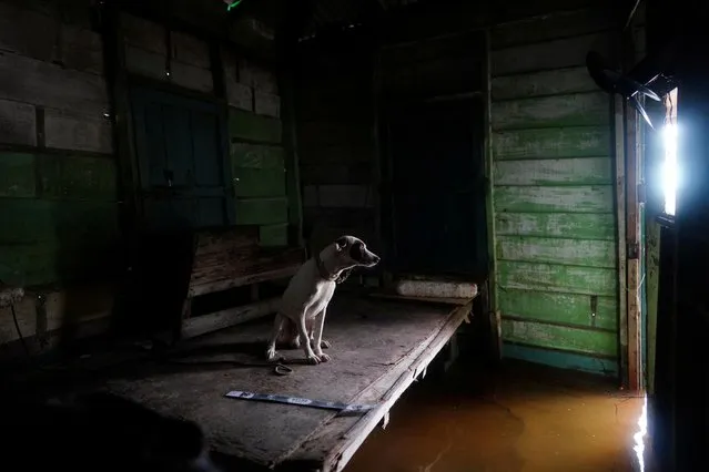 A dog called Samson, looks at his owner (not pictured) as he comes back home, flooded with the passage of Storm Idalia in Playa Majana, Cuba on August 29, 2023. (Photo by Alexandre Meneghini/Reuters)