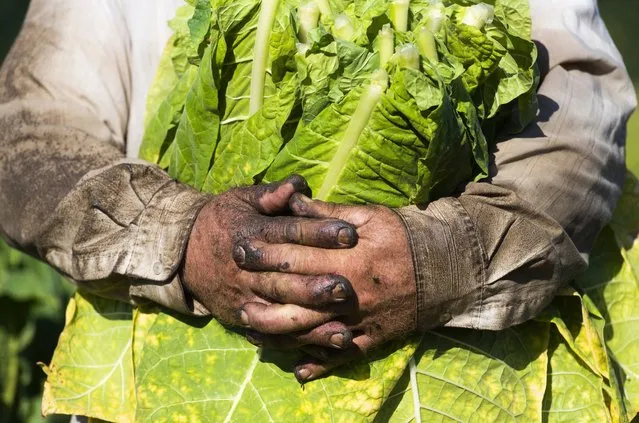 A harvest worker holds Burley type of tobacco leaves in his stained hands on a private land at the village of Biri, eastern Hungary, 26 July 2022. The family-owned business sells its product to Universal Leaf Tobacco Magyarorszag Ltd., an affiliate of the US based Universal Corporation. Burley accounts for fifteen percent of the total domestic tobacco production, the remaining eighty-five percent being Virginia type plants. Burley tobacco is air-dried usually in breezy barns for 45 to 90 days, depending on air humidity and weather, while Virginia leaves are desiccated by gas. (Photo by Attila Balazs/EPA/EFE)