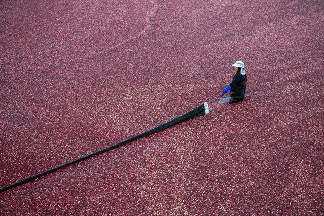A farmhand uses a boom to help coral cranberries to the pump at the Mann Farm in Buzzards Bay, Massachusetts, on October 12, 2023. The Buzzards Bay cranberry industry is an integral part of the area's economy and culture. Some 20 percent of the US cranberry crop is grown in the region. (Photo by Joseph Prezioso/AFP Photo)
