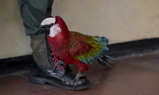 A school's mascot, a parrot, stands on the foot of a presidential guard waiting to cast his ballot during local elections in Caracas, Venezuela, Sunday, December 9, 2018. (Photo by Fernando Llano/AP Photo)
