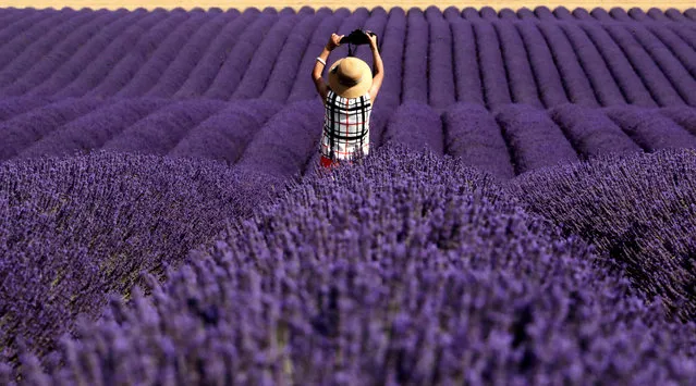 A Chinese tourist takes a picture in a lavender field in Valensole, France, July 13, 2018. (Photo by Eric Gaillard/Reuters)