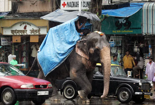 An elephant walks down a street among traffic as it rains in Bombay, July 2005. (Photo by Desmond Boylan/Reuters)