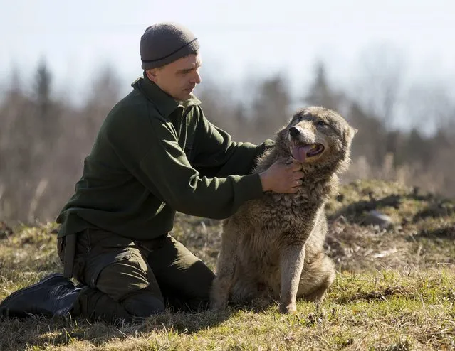 Dmitry Shamovich plays with a tamed wolf at a tourist homestead in the village of Sosnovy Bor, northeast from Minsk April 9, 2015. (Photo by Vasily Fedosenko/Reuters)