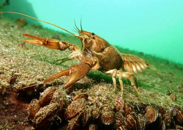 British waters compact category third place. British native crayfish by Trevor Rees (UK). Location: Stoney Cove, Leicestershire, England. “The crayfish at this freshwater quarry are all native and there are a good number to be seen. I found the small form factor of a compact camera ideal for holding at arm’s length to get a low angle and to get close to an individual that was nicely out in the open. The auto exposure only nature of my camera was restricting but I was pleased to get a light green water background and be able to add a little strobe light to bring out the colour of the crustacean”. (Photo by Trevor Rees/Underwater Photographer of the Year 2016)