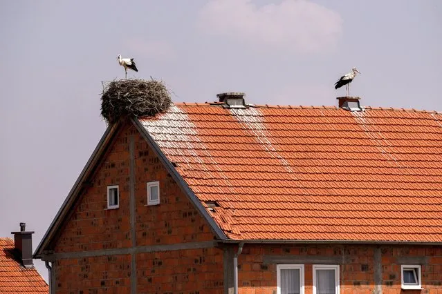 White storks (Ciconia ciconia) stand in their nest built on the roof of a house near the town of Ferizaj, on July 29, 2021. (Photo by Armend Nimani/AFP Photo)