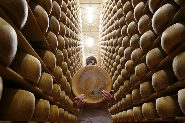 Worker carries fresh Parmesan wheel off storehouse shelf a 4 Madonne Caseificio dell'Emilia dairy cooperative in Modena, Italy, February 16, 2016. When Parmesan prices proved too volatile for Italy's strained banks a dairy cooperative near Bologna came up with a novel solution to its funding needs, bonds backed by wheels of cheese. But 4 Madonne Caseificio dell'Emilia remains an exception among small businesses struggling to get long-term funds in Italy, where a credit crunch risks holding back a fragile economic recovery after more than a decade of stagnation. (Photo by Alessandro Bianchi/Reuters)