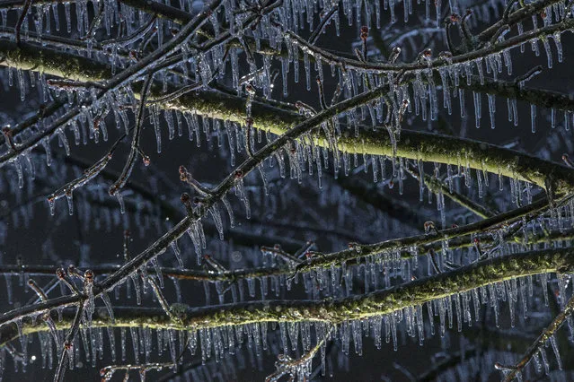 Icicles lengthen in freezing rain as they hang from branches on a maple tree in Eugene, Ore. Wednesday, December 14, 2016. A winter storm brought snow to Oregon’s populous Willamette Valley and other parts of the state on Wednesday. (Photo by Brian Davies/The Register-Guard via AP Photo)