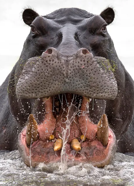 A male hippopotamus roars at the camera of wildlife photographer Dale Morris as he keeps his distance in a safari vehicle positioned behind a termite mound in the Okavango Delta, Botswana. Hippos are responsible for more than 500 deaths a year – far more than lions, tigers or bears. (Photo by Dale Morris/MediaDrumImages)