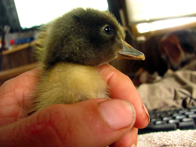 How This Man’s Saved A Duckling