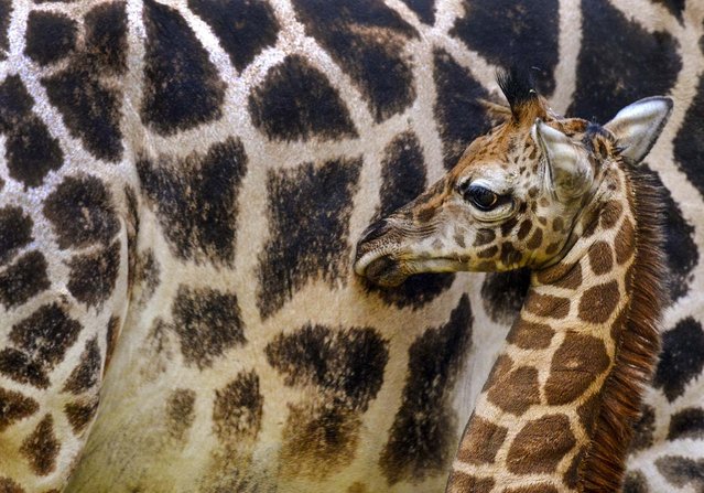 A newly born giraffe explores its surroundings next to its mother Gusti in the zoo in Leipzig, Germany, on January 24, 2014. The giraffe was born 6 days ago. (Photo by Hendrik Schmidt/Associated Press)