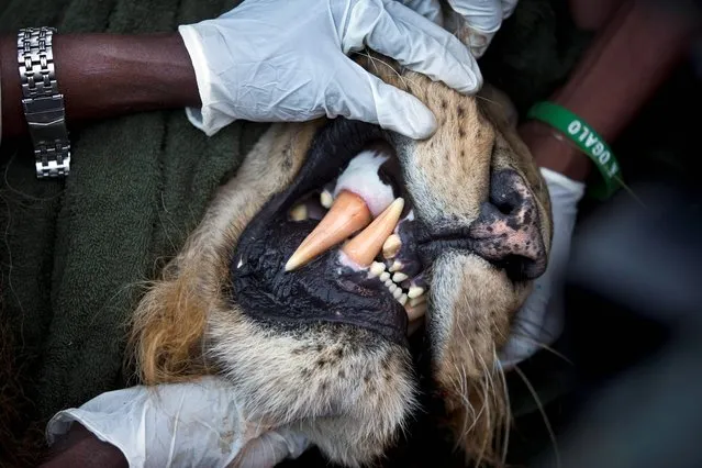 In this photo taken Saturday, Jan. 25, 2014, a team led by the Kenya Wildlife Service (KWS) take measurements of the canine teeth while they prepare to fit a GPS-tracking collar to a tranquilized male lion, in Nairobi National Park in Kenya. (Photo by Ben Curtis/AP Photo)