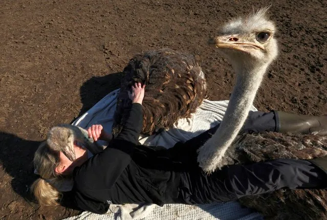Belgian Wendy Adriaens, the founder of De Passiehoeve, an animal rescue farm where animals support people with autism, depression, anxiety, or drug problems, offers a hug to a male ostrich Pino and a female ostrich Blondie, both 10-month-old, at Passiehoeve farm, in Kalmthout, Belgium on March 8, 2024. (Photo by Yves Herman/Reuters)