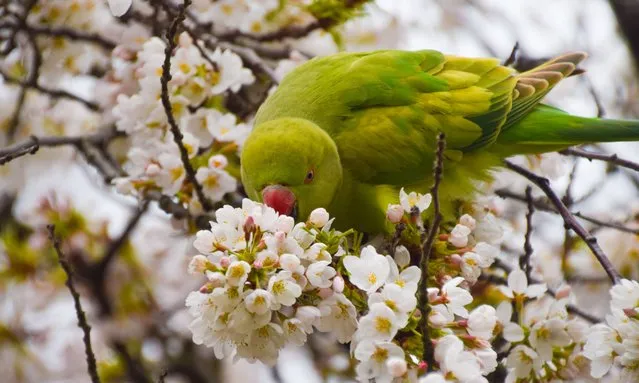 A ring-necked parakeet, also known as rose-ringed parakeet, munches on the flowers of a cherry blossom tree in St James's Park, London on March 7, 2024. (Photo by Vuk Valcic/ZUMA Press Wire/Rex Features/Shutterstock)