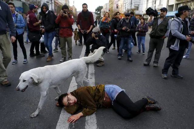 A demonstrator lies on the floor pretending to be dead, in reference to a student shot dead on May 14 after a protest march, during a rally, as Chile's President Michelle Bachelet delivers a speech inside the National Congress, in Valparaiso city, May 21, 2015. (Photo by Ivan Alvarado/Reuters)