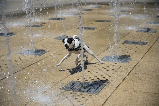 A dog plays at a water fountain in the Monumento a la Revolucion square during a heat wave that hits Mexico City on April 16, 2024. Nearly all of Mexico has been hit by the heatwave, and in eight states with coastlines on the Pacific and the Gulf of Mexico, temperatures are forecast to exceed 45 degrees Celsius. (Photo by Yuri Cortez/AFP Photo)