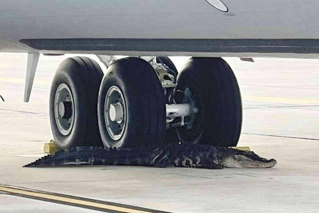 In this photo released by the MacDill Air Force Base, an alligator rests at the landing gear of a KC-135 aerial refueling aircraft on the runway of MacDill Air Force Base in Tampa, on Monday, April 22, 2024. Officers with the Florida Fish and Wildlife Conservation Commission responded and the alligator was moved and released in a nearby river. (Photo by MacDill Air Force Base via AP Photo)