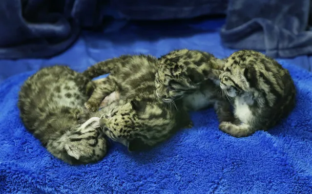Four clouded leopard cubs, some nearly asleep after a feeding, gather together at the Point Defiance Zoo & Aquarium, Friday, June 5, 2015 in Tacoma, Wash. The quadruplets were born on May 12, 2015 and now weigh about 1.7 lbs. each. Friday was their first official day on display for public viewing, usually during their every-four-hours bottle-feeding sessions, which were started after the cubs' mother did not show enough interest in continuing to nurse them. (AP Photo/Ted S. Warren)