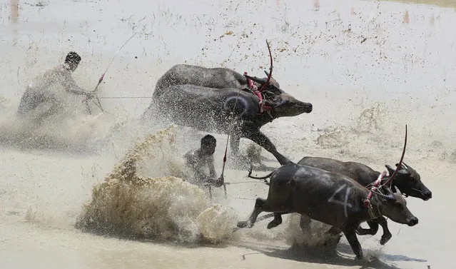 Thai farmers controlling their buffaloes compete in the flooded field during the annual Wooden Plow Buffalo Race in Chonburi Province, southeast of Bangkok, Thailand, Saturday, July 13, 2019. Farmers in eastern Thailand on Saturday celebrated the start of the sowing season by racing their buffaloes, whose usual duty is to plow the fields. The annual Wooden Plow Buffalo Race in Chonburi, about 60 kilometers (37 miles) southeast of Bangkok, is held to express gratitude to the buffaloes for working for the farmers all year long.  (Photo by Sakchai Lalit/AP Photo)