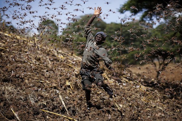 Stephen Mudoga, 12, the son of a farmer, chases away a swarm of locusts on his farm as he returns home from school, at Elburgon, in Nakuru county, Kenya Wednesday, March 17, 2021. It's the beginning of the planting season in Kenya, but delayed rains have brought a small amount of optimism in the fight against the locusts, which pose an unprecedented risk to agriculture-based livelihoods and food security in the already fragile Horn of Africa region, as without rainfall the swarms will not breed. (Photo by Brian Inganga/AP Photo)