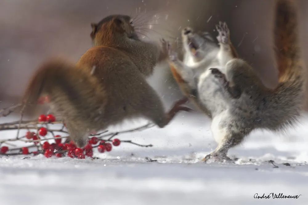 “Red and Berry” by Andre Villeneuve
